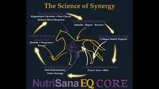 Synergy Body - Are you feeding synergy&hellip; or chaos?
