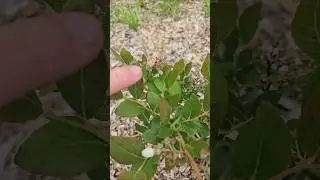 Nelson Northern highbush Blueberry- cool red flowers #farmlifebestlife #garden #waildberries