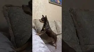 Чем занимаешься? #a4 #lovedogs #dog #love #shortvideo #тойтерьер23 #животные #любимаясобака