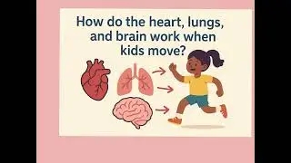 12.11.25 How Do Heart, Lungs, and Brain Work When We Move?