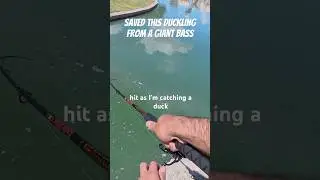 Saved this duckling&rsquo;s life! #bassfishing #natureismetal #duckling #arizona #fishaz