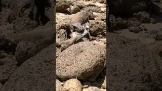 rare incident, when Komodo dragons hunt yellowtail fish on the beach