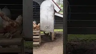 how to build a chicken coop