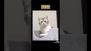 Funny Moments with Animals 2025.          #cat #dog #animals