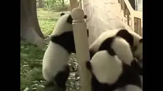 Panda riding a roller coaster