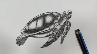 TURTLE||PENCIL SHADING