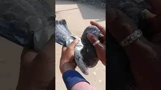 #pigeon #kabootarba #kabutar #kabootar #funny #birds #viral