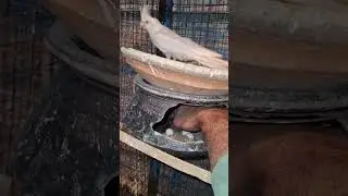 😍power of split gene 🔥split cockatiel benefits #shorts #viralvideo #birds #petshub #Bina #Bhopal