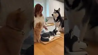 The Cat Slapped the Knife&hellip; The Husky&rsquo;s Reaction Is PRICELESS #dogtype #husky #dogs #dogbreed
