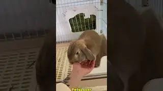 Cute Eating #rabbit #bunny #pets #petcare #petvideos #animals #shorts
