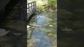 Mama Swan Leading Her Baby Cygnets Under the Canal Bridge. #Cygnets #Swans #Nature #asmr #Shorts.