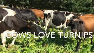 Dairy Cows love and eating turnips(Vegetables) | Dairy Farming New Zealand | Pete farm life