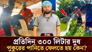 প্রতিদিন ৩০০ লিটার দুধ পুকুরের পানিতে ফেলতে হয় কেন? | Pixels News