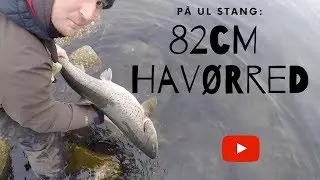 82cm HAV&Oslash;RRED P&Aring; 6fods UL STANG!!
