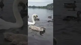 MUTE SWAN FAMILY🦢CYGNETS🐥MALLARD DUCKS🦆GULLS🕊KINNEGO MARINA IRELAND🇮🇪Subscribe🙏🏻LIKE🙏🏻#birdssounds💓💓