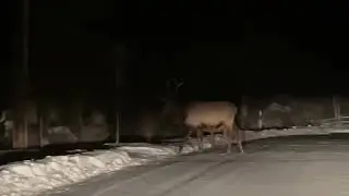 Elk At night Hailey Idaho