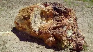 Petrified Wood