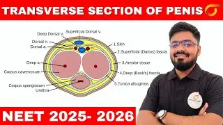 Transverse Section of Penis Explained | Class 12 Biology | NEET 2026