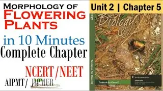 Morphology of flowering plants class 11 tricks