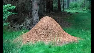 Vivre en société : les fourmis rousses - structure d'une fourmilière