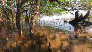 Timelapse tides coming over mangrove roots - Kenya