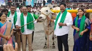 2nd Day Bull Race YPalem  Inauguration By Syamala & Karumuri 
