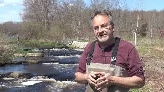Herring Restoration in Acushnet