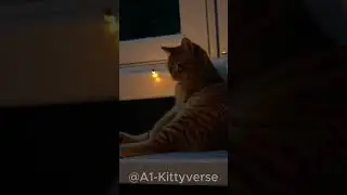 Curious Cat Meets a Firefly for the First Time 🐱✨ #catshorts #cuteanimals #firefly #orangecat