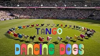 Viral Dog Tango Dance | The Cutest High-Energy Performance Ever - Puppy Kisses Daily
