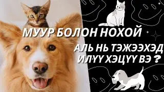 МУУР болон НОХОЙ аль нь тэжээхэд илүү хэцүү вэ ?