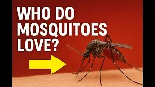 Why Do Mosquitoes Bite Some People More Than Others? | Science & Protection Tips