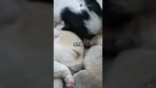 When Do Puppies Open Their Eyes? 🐶