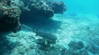 SWIMMING WITH NURSE SHARKS AT ALLIGATOR REEF LIGHT HOUSE IN ISLAMORADA FLORIDA