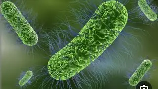 CH18# Pathogenic within & outside the enteric tract/ جزء ثالث 