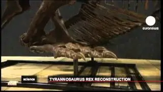euronews science - Life-size T-Rex skeleton at Tokyo exhibit