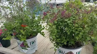 Comparison of Reblooming Lilacs // Bloomerang&reg; Dark Purple vs Dwarf Purple (Syringa) Proven Winners&reg;