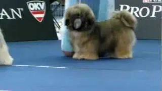World Dog Show 2012 Lhasa Apso