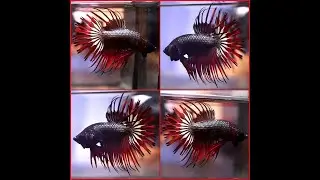 Betta Fish BLACK COPPER RED DEVIL Double Rays Crowntail CT Male C489