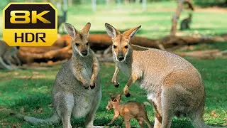 Kangaroos 8k Collection Ulra HD 90fps Wild Life Of Kangaroos
