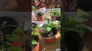 Dollar tree garden