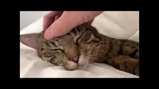 Christmas Cat Party: Feline Friends Celebrate the Holiday Season!