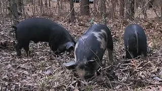 #berkshire #piglets PLANS ARE ALWAYS CHANGING MOVED #boars INSTEAD #firstgeneration #farm #homestead