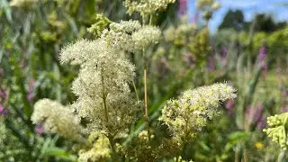 Natuurweetje Moerasspirea