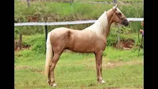 POTRO FAVACHO AMARILHO MARAVILHOSO, MARCHADOR E BOM DE MONTADA! CONSANGU&Iacute;NEO NO FAVACHO &Uacute;NICO!