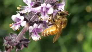 Honeybees forage on basil flowers in golden autumn sunshine