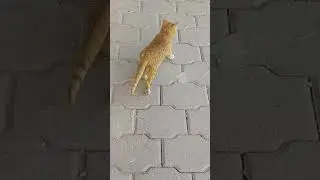 Buatful cat fanny 💖😺😻🐱❤️#music #viralvideo #funny #short 😻💖