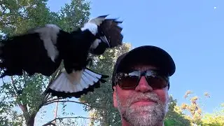 Magpie Swooping Me