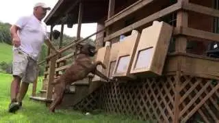 Police Dog training  - Sam von Bachbett