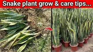 Snake plant grow & care tips | Low Maintenance Indoor Air Purifier Plant | Home & Office Plant
