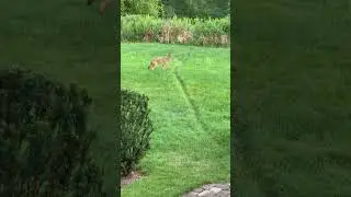 Coyote hunting for our groundhogs! Right next to the hog path!